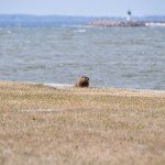 Marmotte à Fort Frederick