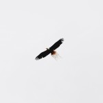 Un aigle transportant des brindilles pour son nid dans le Montana