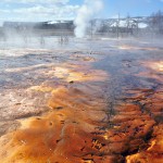 Arbres pétrifiés, sources fumantes et rougeoyantes au Biscuit Geyser Basin de Yellowstone