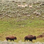 Bisons et antilopes d'Amérique du Nord dans la Lamar Valley