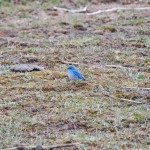 Un petit oiseau commun à Yellowstone : le bluebird