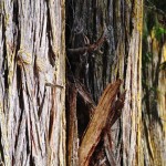 Les troncs dorés (mousses) de cèdres millénaires en Colombie-Britannique