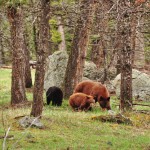 Famille d'ours noirs (mais bruns) à Yellowstone