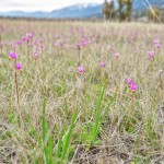 C'est le printemps ! Les fleurs des champs colorent les Columbia Wetlands