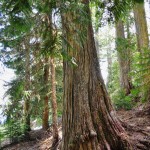 Forêt de cèdres géants, Colombie-Britannique
