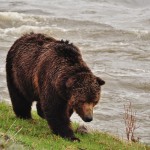 Grizzly au bord de la rivière dans la Lamar Valley (Yellowstone)