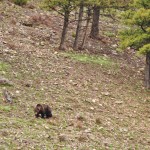 Un grizzly en quête de nourriture à Yellowstone