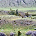 L'herbe commence à repousser sur les montagnes de l'entrée Nord de Yellowstone