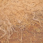 Les bactéries oranges créent des formes semblables à des roses des sables (upper terrace des Mammoth Hot Springs)