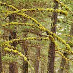 Les mousses vert fluo (ou lichen) rehaussent les couleurs des sapins du mont Swansea