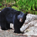 Ours noir près de Bear Lake en Colombie Britannique