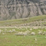 Prairies au pied des montagnes de l'entrée Nord de Yellowstone