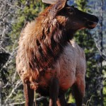 Dans le parc de Banff, les élans ne manquent pas...