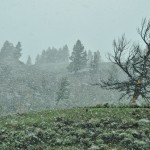 Tempête de neige dans la Lamar Valley à Yellowstone