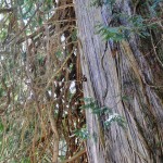 Le tronc fibreux des cèdres de la forêt d'Ancient Forest
