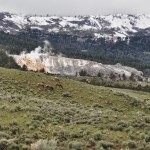 Vue d'ensemble des Mammoths Hot Springs et wapitis au premier plan - Yellowstone