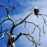 Les aigles guettent au bord du lac de Kamloops - Colombie-Britannique