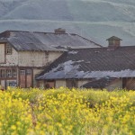 La moutarde remplace désormais le bétail devant l'ancienne ferme du centre psychiatrique de Kamloops