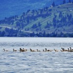 Les oies passent aussi leur dimanche au lac ( Okanagan Lake) - Vernon