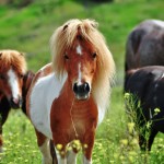 Un mini poney - qui a l'air d'un grand