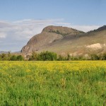 Vue panoramique sur un champ de moutarde et les collines de la réserves naturelles de Tranquille On The Lake / Kamloops - Canada
