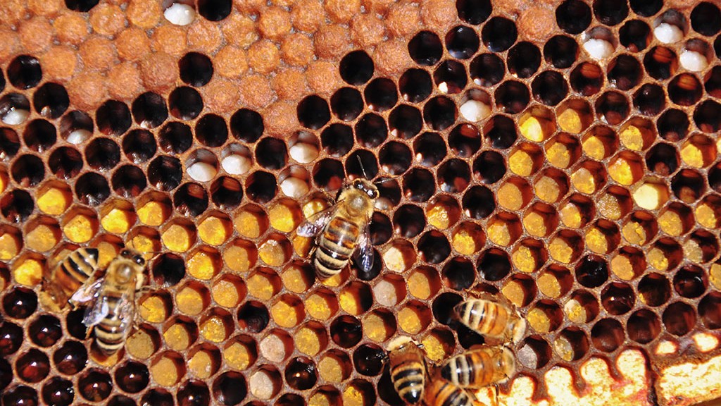 Abeilles nourrissant les larves dans les alvéoles - Bee Haven, Duncan