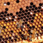 Abeilles nourrissant les larves dans les alvéoles - Bee Haven, Duncan