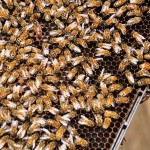 Un cadre sorti de la ruche pour vérifier la santé des abeilles - Bee Haven, Duncan Canada