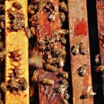 Les abeilles travaillent à remplir les ruches de pollen en prévision de l'hiver - Bee Haven Duncan