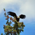 Un aigle Pigargue à Tête Blanche - Yukon