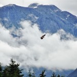Un rapace en pleine chasse à Haines - Alaska