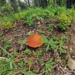 Drôle de champignon dans la forêt - Kluane Park, Yukon