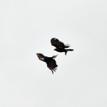 Combat entre un aigle à tête blanche et un corbeau - Alaska