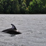 Nageoire dorsale d'un "Pacific white sided dolphin" à Cowichan Bay - Colombie-Britannique, Canada