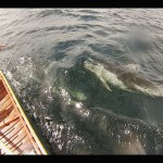 Un dauphin blanc du Pacifique passe juste sous notre canoë vers Cowichan Bay - Île de Vancouver