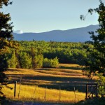 Champs et forêts à perte de vue depuis le Circle D Ranch