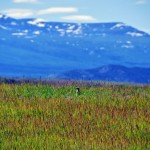 Les marmottes envahissent les champs - Yukon, Ibex Valley