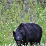 Un ours noir le long de l'Alaska Highway - Yukon