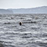 Un phoque nous regarde de loin - Vancouver Island, Canada