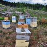 Les ruches à miel dans la montagne - Vancouver Island