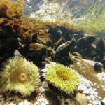 Moules, anémones et algues sous l'océan vers Long Beach - Vancouver Island