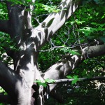 Jeux d'ombre et de lumière à l'arboretum