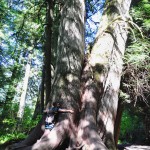 Les sapins centenaire de Cathedral Grove - Vancouver Island