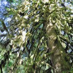 Mousse folle sur Douglas géant à Cathedral Grove - Île de Vancouver