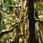 Les mousses tapissent les arbres de la forêt humide de la côte ouest de l'île de Vancouver