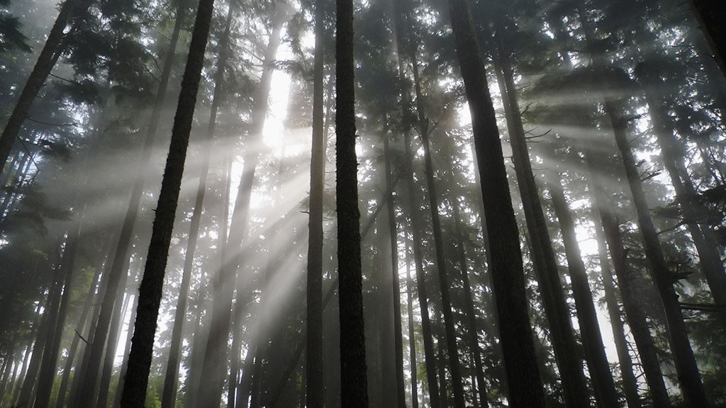 Brume matinale dans la forêt au-dessus de Chinese Beach, côte ouest de Vancouver Island