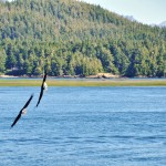 Course d'aigle dans la baie de Tofino, Canada
