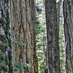 Notre champ de vision ne couvre pas la totalité de la hauteur de la forêt à Cathedral Grove !