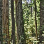 Gros plan sur la forêt humide - Cathedral Grove, BC