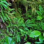 Végétation abondante dans la forêt humide vers Ucluelet - BC, Canada